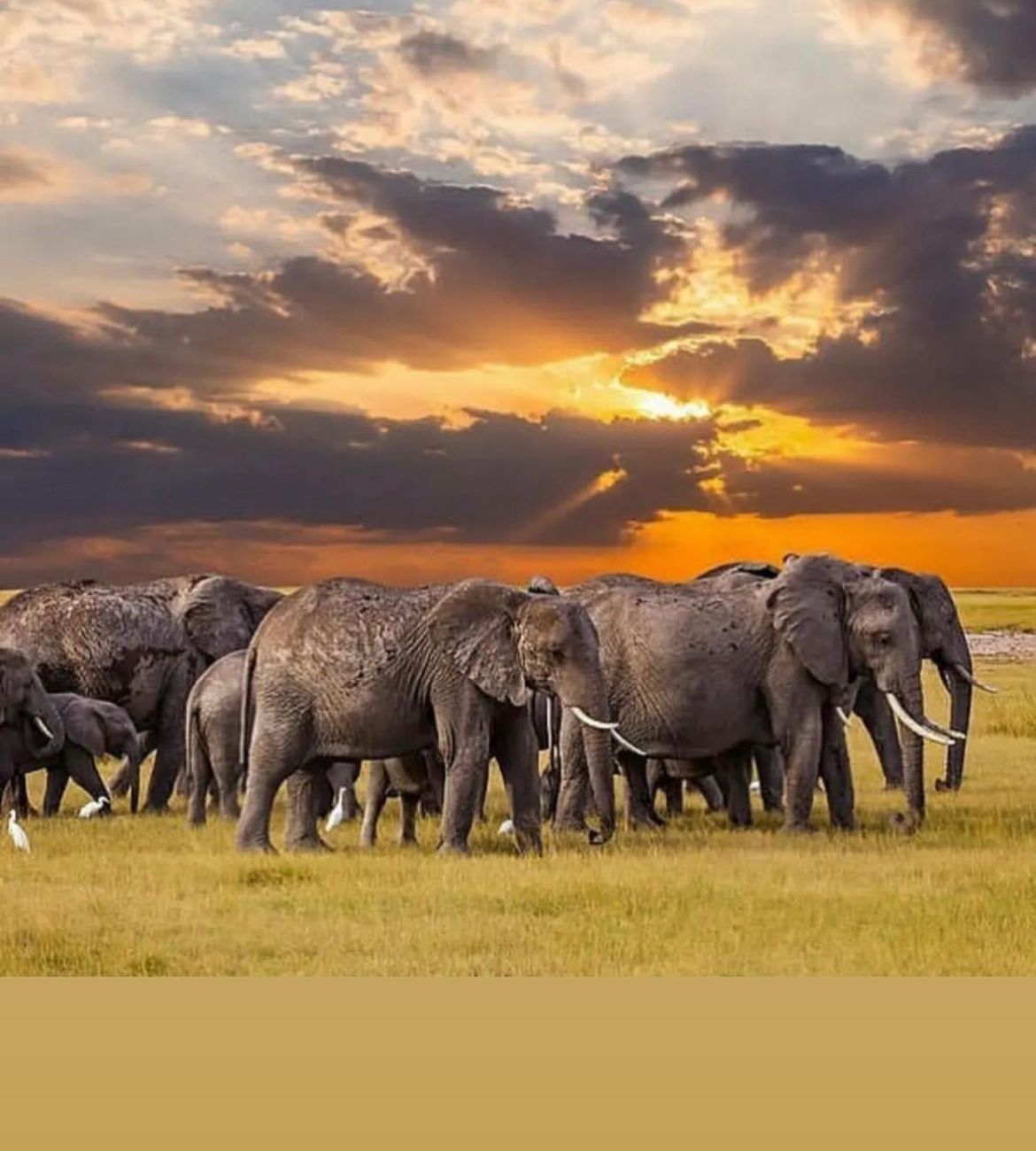 Tanzania Safari