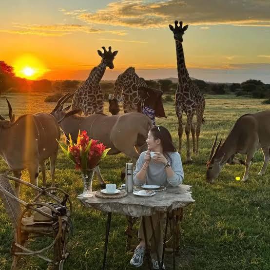 Serval Wildlife Experience