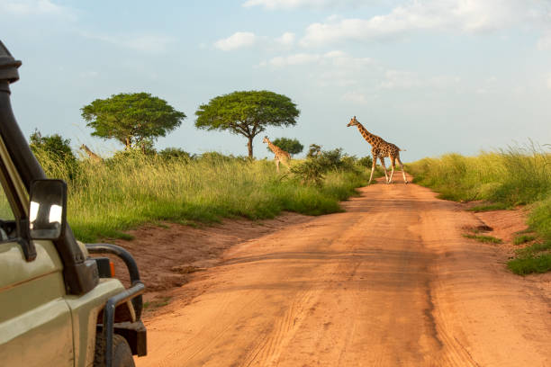11 Days Rwanda, Tanzania & Zanzibar Safari