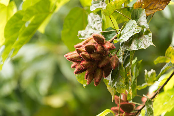 Spice Plantation Tour